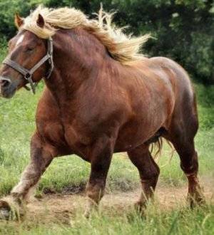 Русская верховая порода лошадей: описание, характеристика и уход