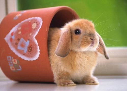 Дрессировка карликового кролика в домашних условиях: правила обучения, команды и игры с животным