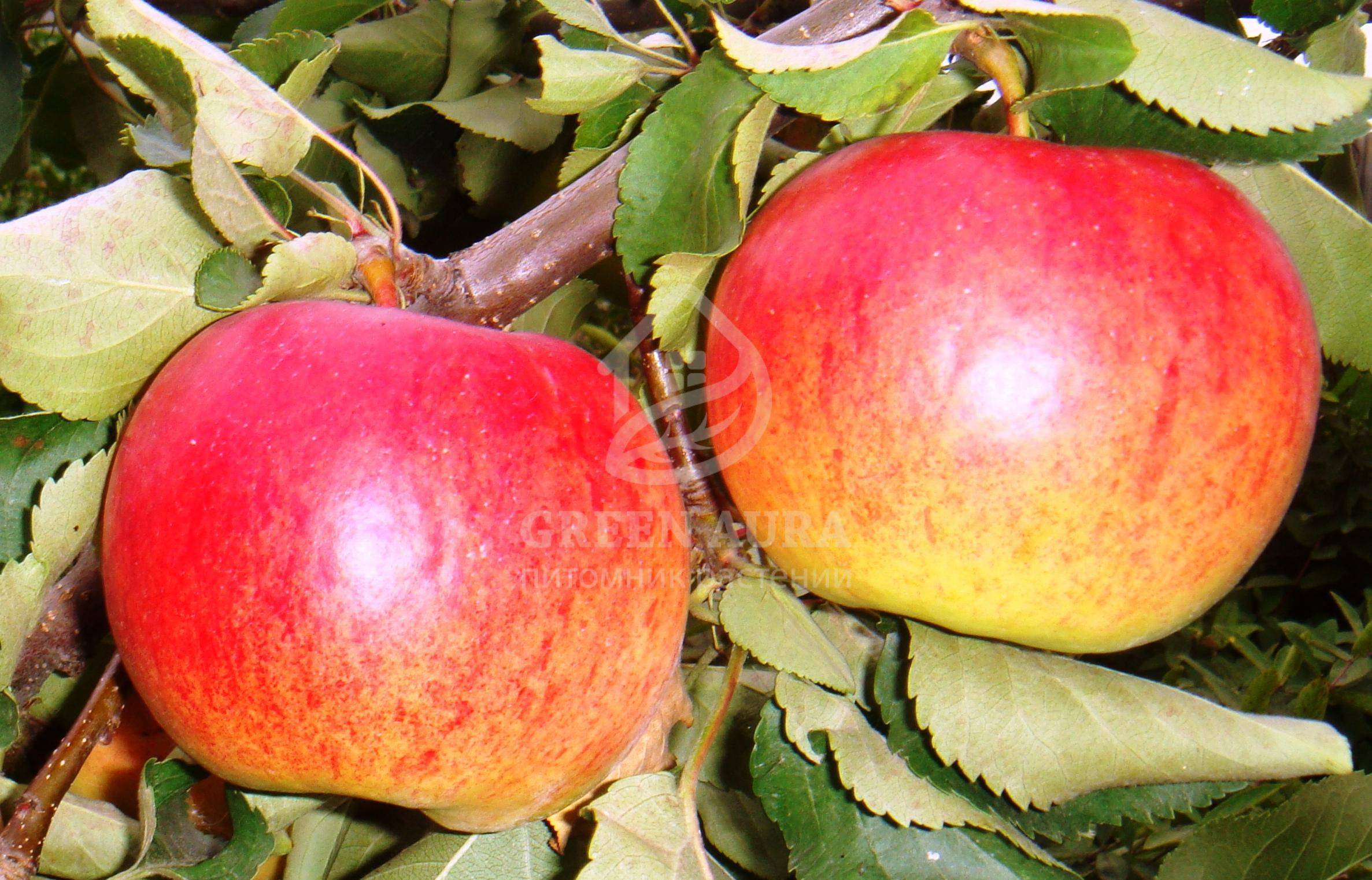 Особенности посадки и ухода яблони сорта жигулевское