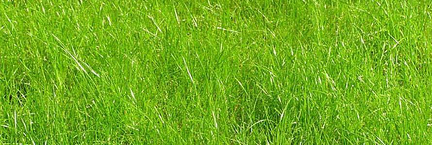 Мятлик луговой как газонная трава: плюсы и минусы, посадка