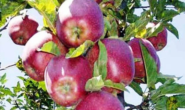 О яблоне Зимняя Красавица, описание сорта, характеристики, как выращивать