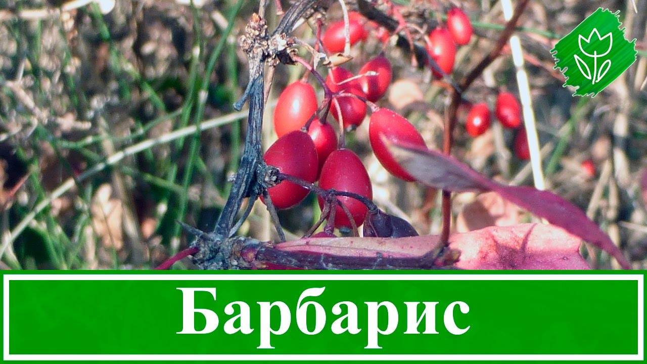 Барбарис обыкновенный (47 фото): описание, посадка и уход за кустарником, выращивание berberis vulgaris с зелеными листьями, размножение черенками