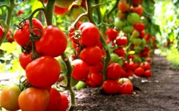 Скороспелые и невысокие томаты сибирской селекции для открытого грунта