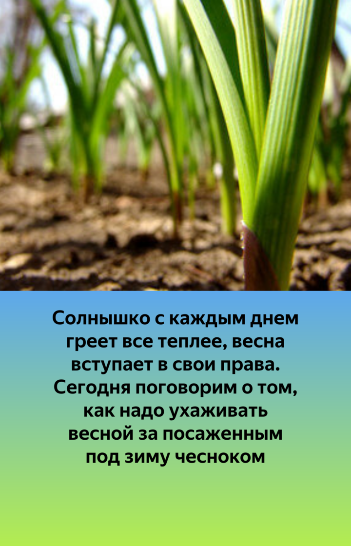 Уход за чесноком после зимы. Чеснок после зимы. Уход за чесноком весной. Как ухаживать за чесноком. Как ухаживать за чесноком весной после зимы.