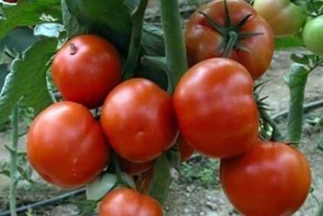 Сорт томата «петр первый» f1 (ф1): основные характеристики, описание и фото помидоры