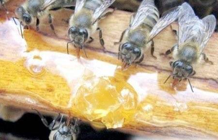 Почему много пчелы на летке