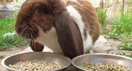 Комбикорм для кроликов  — обзор разных видов готовых кормов, состав, приготовление своими руками