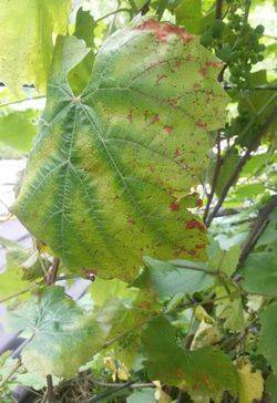 Причины покраснения листьев на винограднике