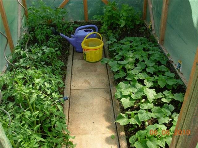 Выращивание рассады огурцов для теплицы в домашних условиях
