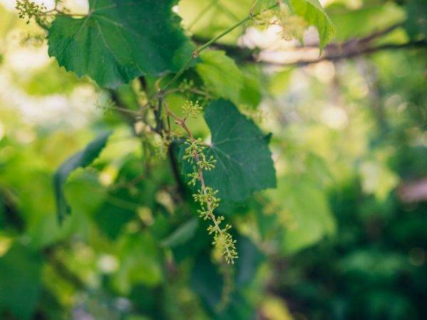 Как цветет виноград: описываем детально