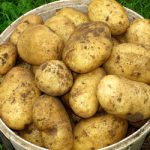 Сорт картофеля «крепыш»: характеристика, описание, урожайность, отзывы и фото