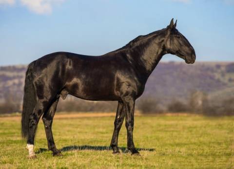 Лошадь карачаевской породы: описание, содержание и разведение