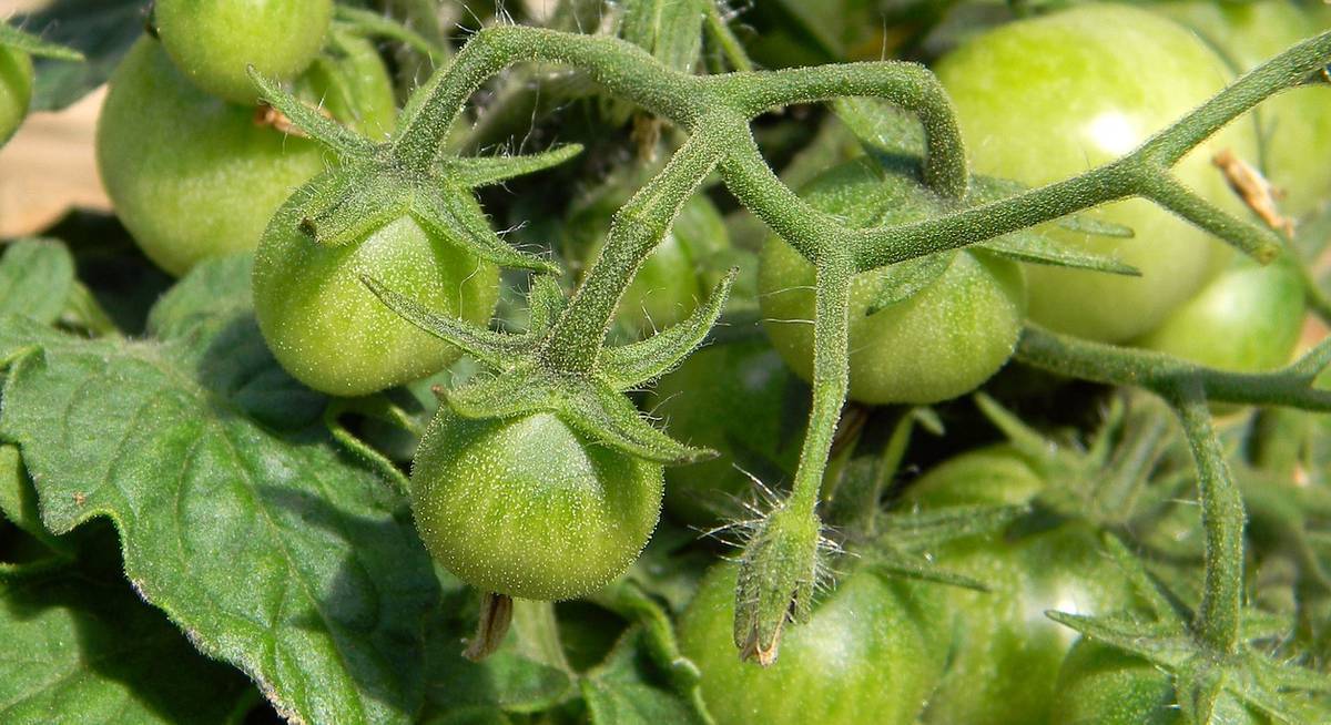 Особенности китайского метода выращивания саженцев помидор