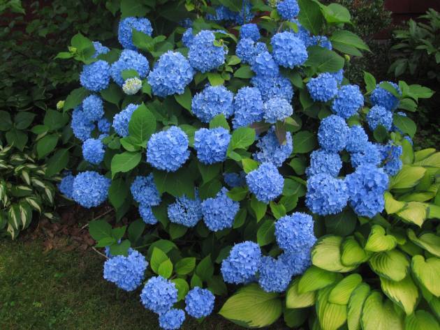 Как изменить цвет гортензии на голубой: чем полить, способы обработки растения