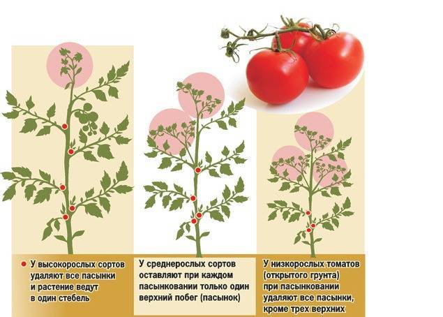 Как правильно пасынковать томаты в теплице и открытом грунте