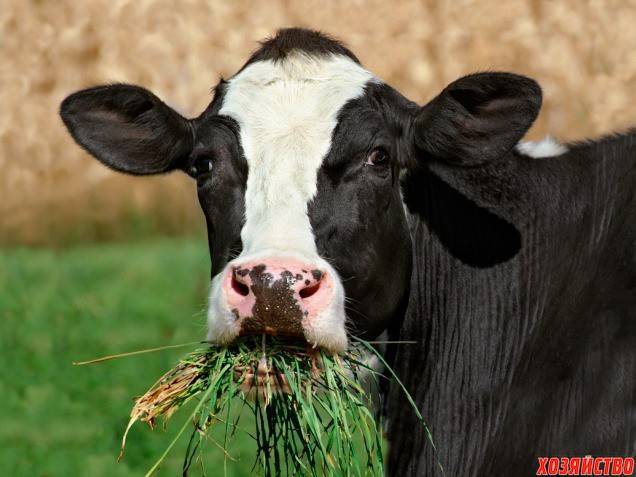 Когда появляется молоко у коровы: способы улучшения молочной продуктивности, особенности первого доения
