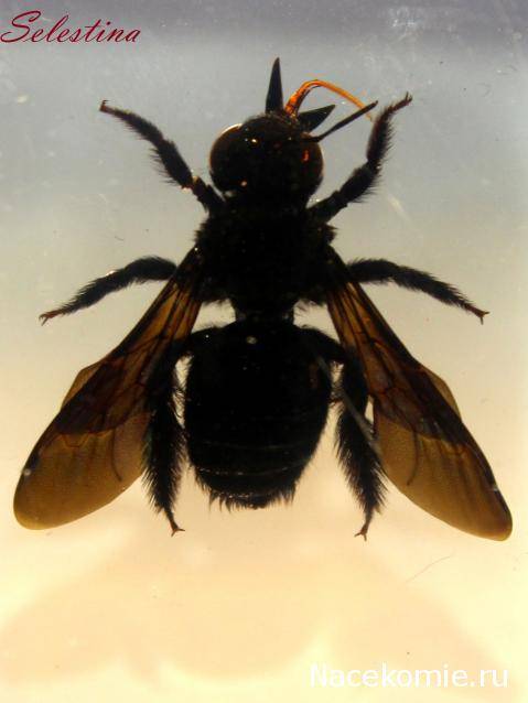 Пчела-листорез: описание, как определить появление, польза или вред, методы защиты растений