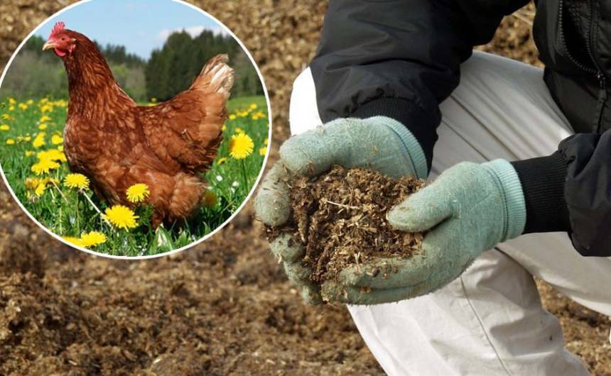 Куриный помет как удобрение - как применять весной для подкормки?