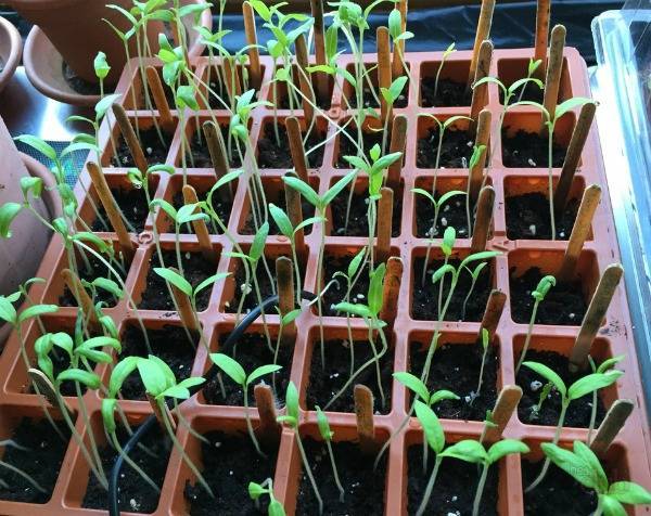 Как замедлить рост рассады помидоров, как затормозить и остановить рост на время