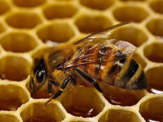 От чего помогает мед с прополисом? всем ли он полезен? - общая информация - 2020