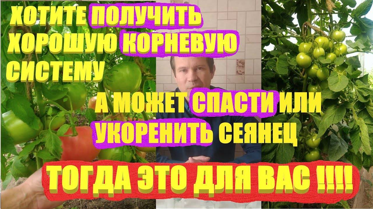 Подкормка янтарной кислотой помидоры и огурцы. Подкормка помидор янтарной кислотой. Янтарная кислота для помидор. Полив рассады янтарной кислотой. Как поливать янтарной кислотой рассаду помидор.