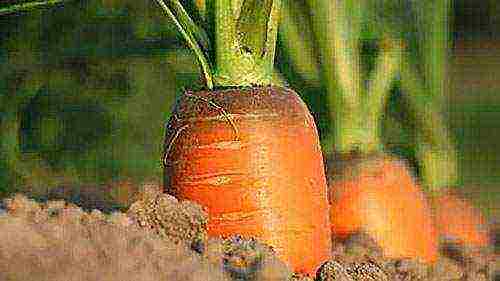 Выращивание моркови, удобрение, подкормка