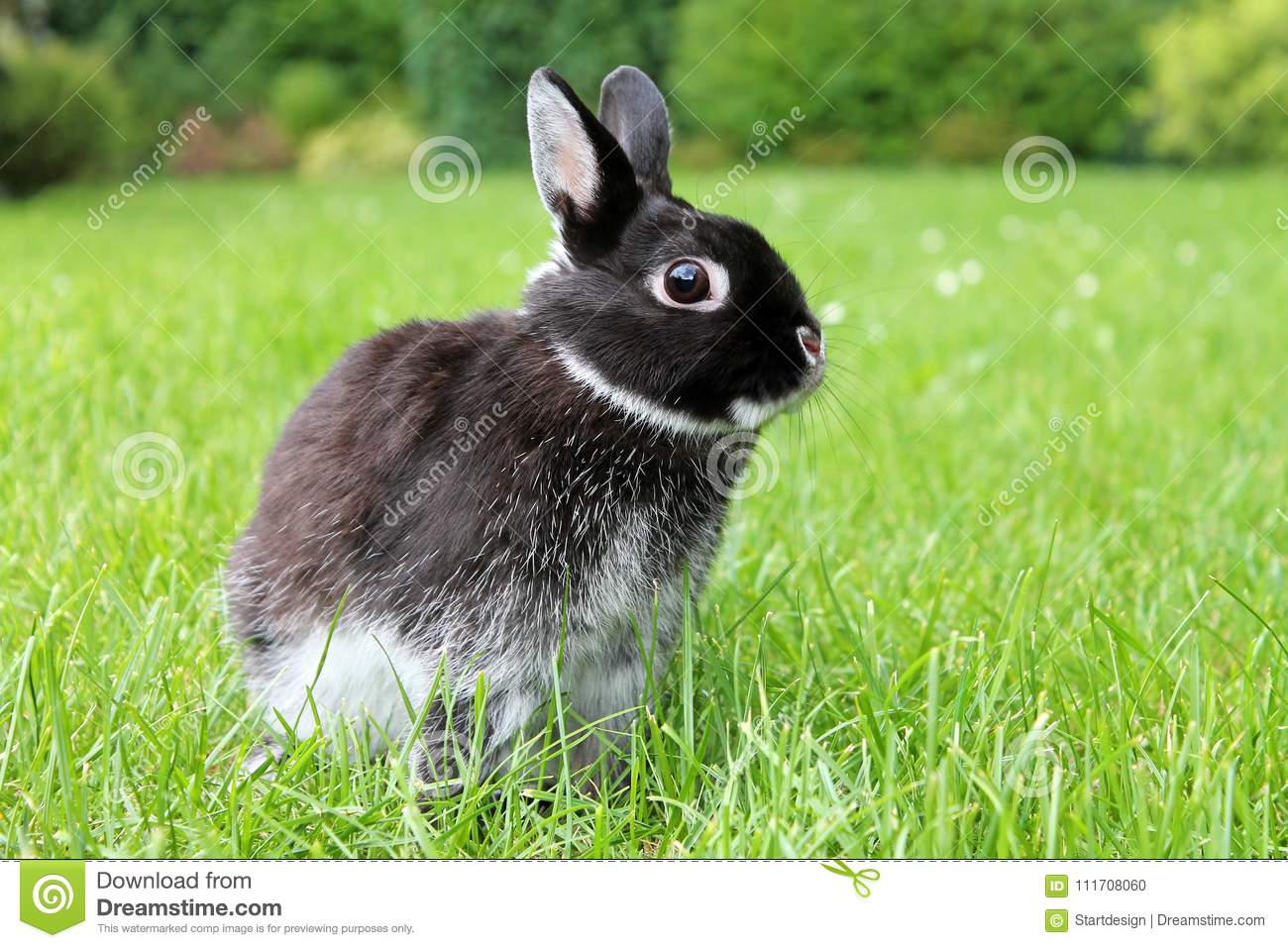 Кролик баран: описание породы, фото, виды, уход и содержание, отзывы