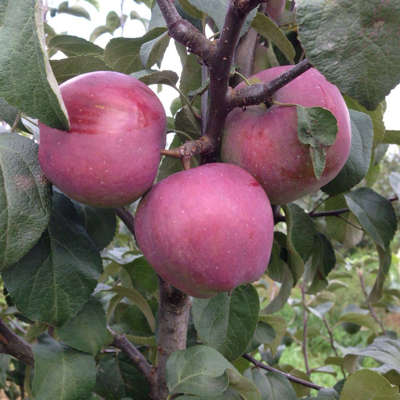Яблоня сорта лобо — особенности посадки и ухода