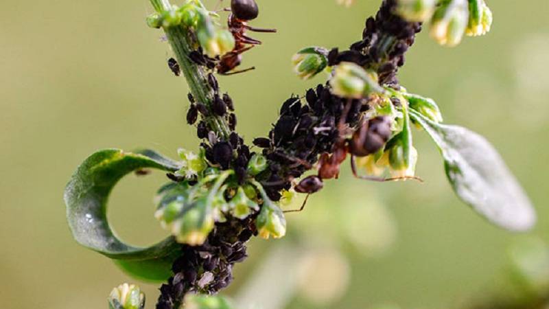 Борьба с вредителями и болезнями винограда: комплексная защита