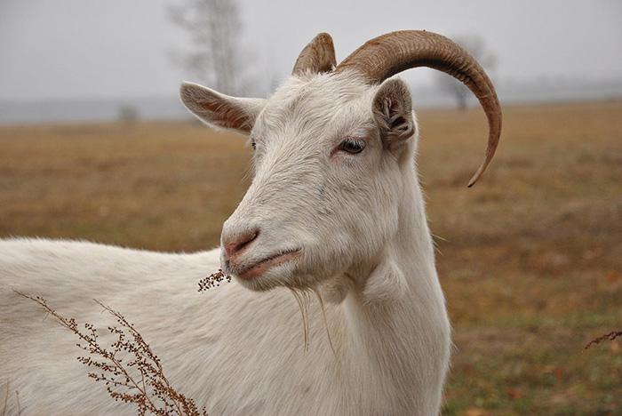 Болезни коз и козлят — их симптомы и лечение, опасность для человека