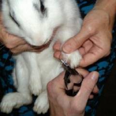 Нужно ли стричь когти кролика?