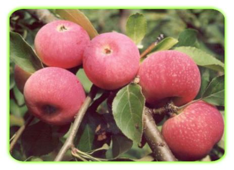 Кустовая яблоня кроха: описание, фото