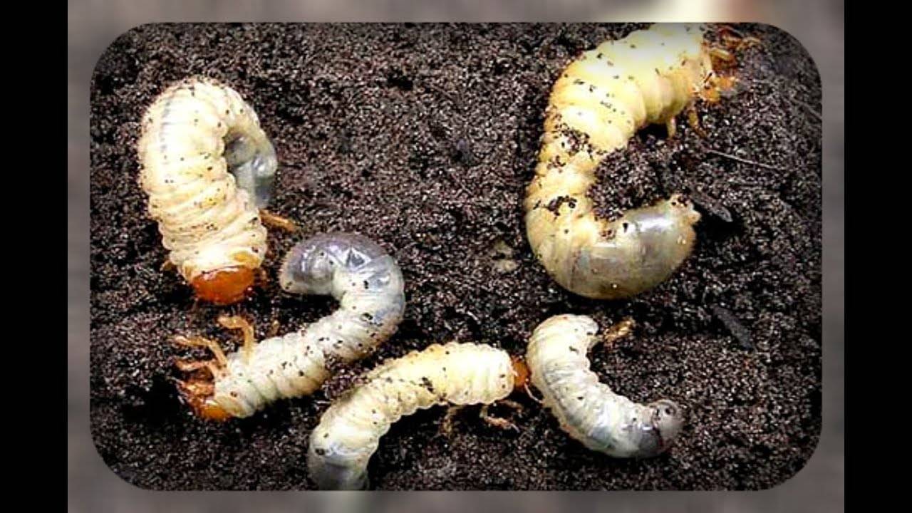 Как избавиться от личинок майского жука в саду и огороде навсегда
