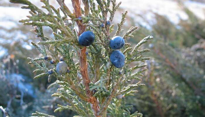 Можжевельник казацкий глаука (juniperus sabina glauca)