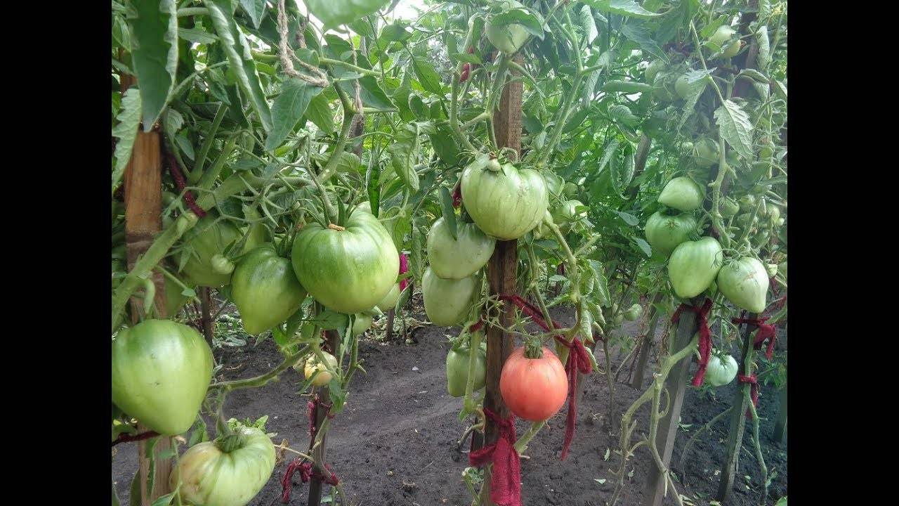 Как высаживать помидоры лунка в лунку. выращивание помидоров по два корня в лунке: личный опыт. какие томаты можно садить по несколько корней