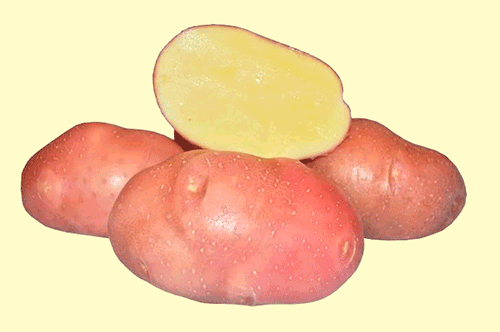 Лучший сорт картофеля для подмосковья