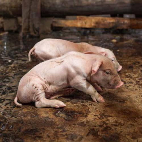 Самые распространенные болезни свиней
