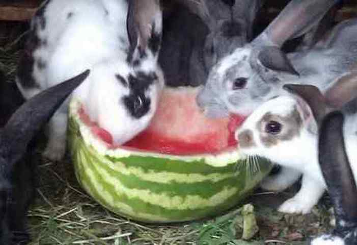 Можно ли кроликам давать дыню или ее корки?
