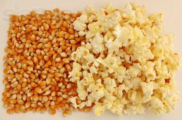 О кукурузе для попкорна: условия для выращивания, правила ухода за сортовой культурой