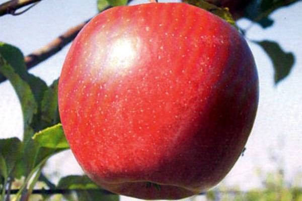 Яблоня лигол – европейский сорт в русском саду