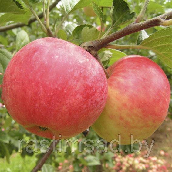О яблоне Малиновка: описание сорта, характеристики, агротехника, выращивание