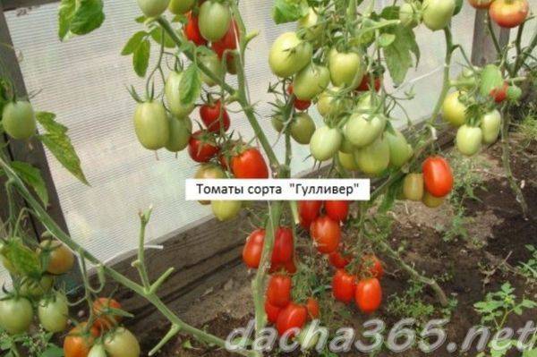 Томат настенька: описание и характеристика сорта, отзывы, фото, урожайность | tomatland.ru
