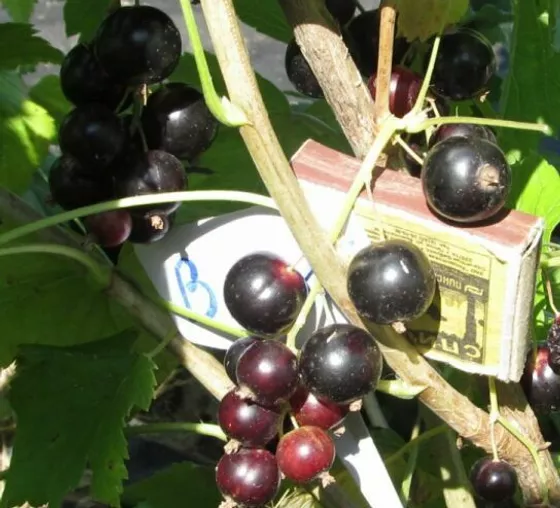 Смородина чёрная тисель: характеристика сорта и особенности выращивания