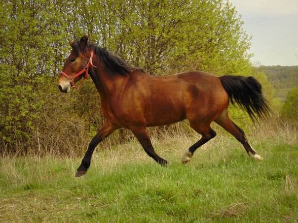 Как рожают лошади и сколько длится беременность?