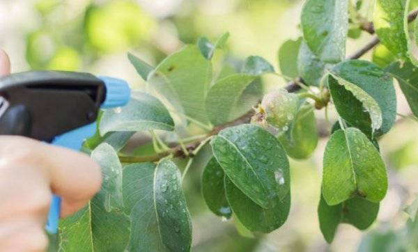 Как спасти грушу от ржавчины – признаки болезни, схема обработки сада