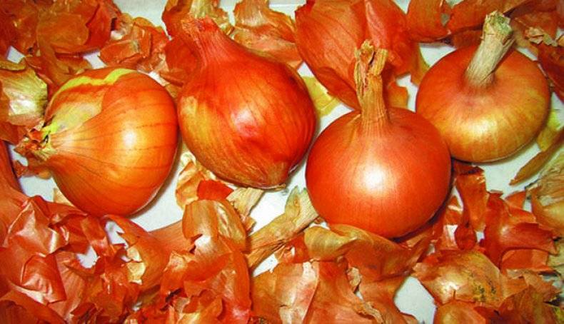 Как применять луковую шелуху для рассады помидор и перцев: подкормка и удобрение