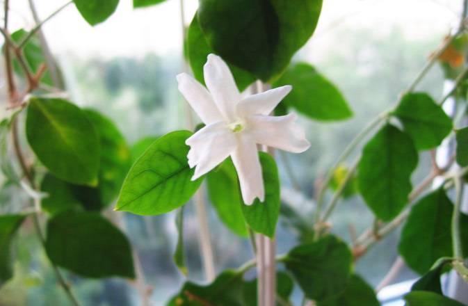 Комнатный жасмин — уход в домашних условиях и виды цветка ?