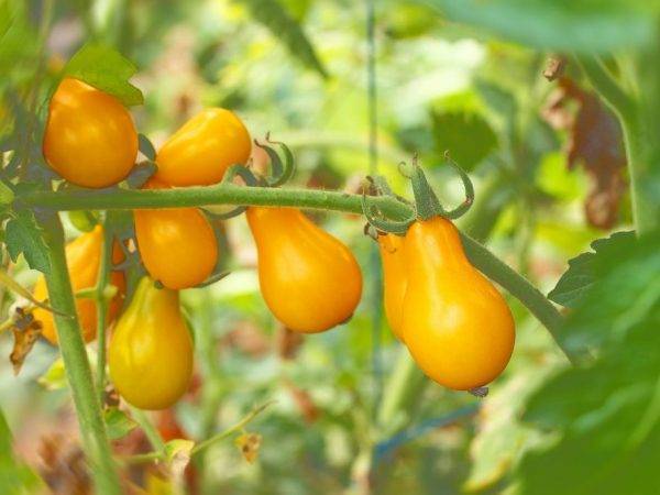 "сливка медовая" томат, описание этого сорта, уход за помидорами