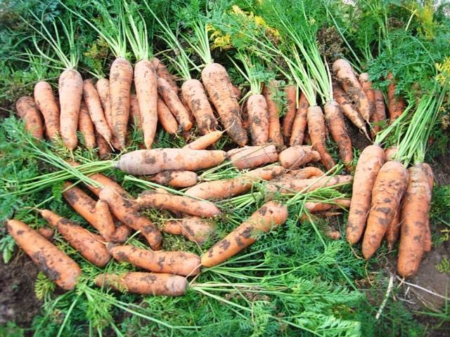 Когда и как сажать морковь: сроки, виды посадок, уход и сбор урожая