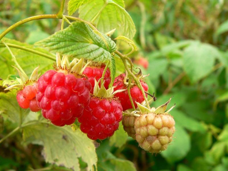 Малина обыкновенная. Малина обыкновенная Rúbus idáeus. Малина обыкновенная (Rubus idaeus). Малина травник. Фитопрепараты с малиной обыкновенной.